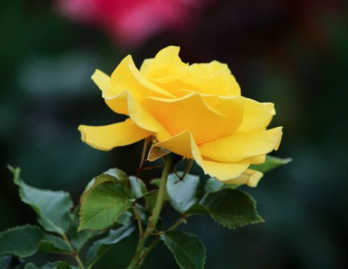 yellow rose profile flower