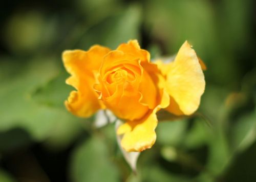 yellow rose garden botanic