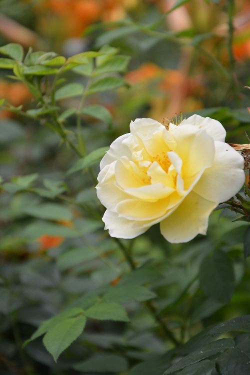 yellow rose rosebush spice