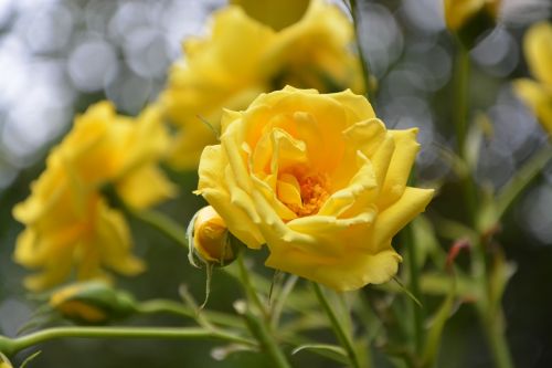 yellow rose shrub garden