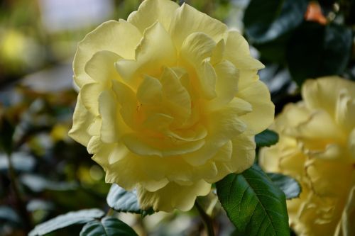 yellow rose nature rosebush