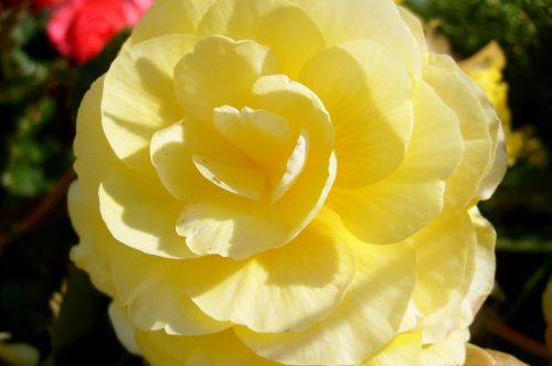 yellow rose rose petals nature