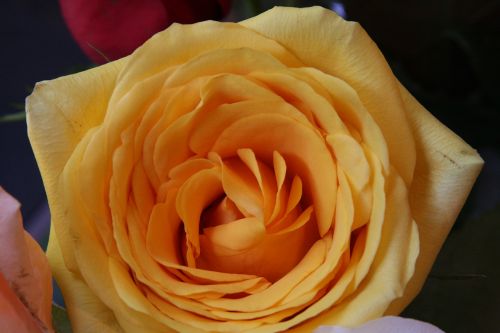 yellow rose close-up yellow rose flower