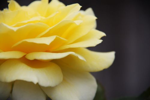 Yellow Rose