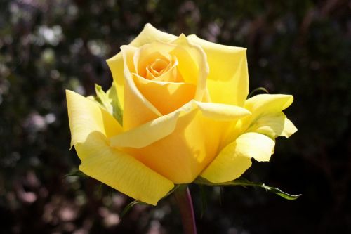 yellow rose blossom flora