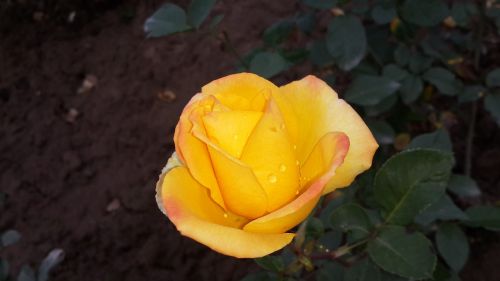 yellow rose beauty of nature flower