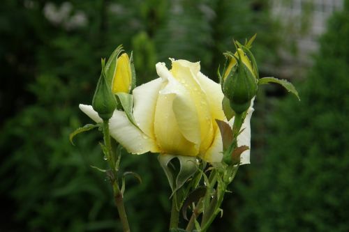 yellow rose landora floribunda
