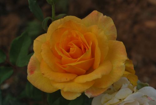 Yellow Rose