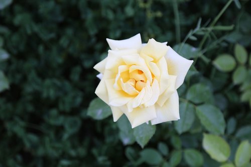 yellow rose  sarıgül  flower