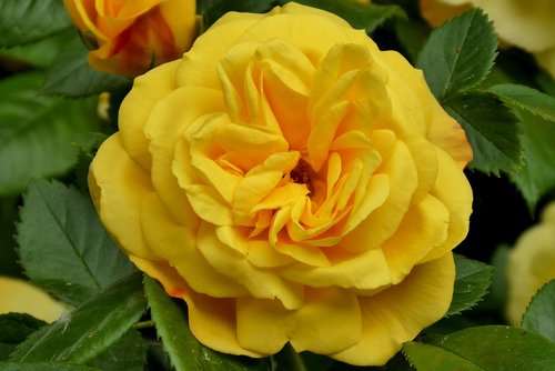 yellow rose  bloom  rose