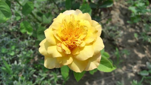 yellow rose  nature  flora