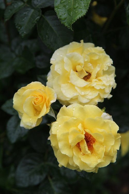 yellow rose  pink  roses
