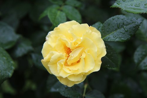 yellow rose  rosebush  flowering rose bush