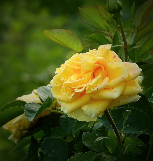 yellow rose  the beauty of nature  flower