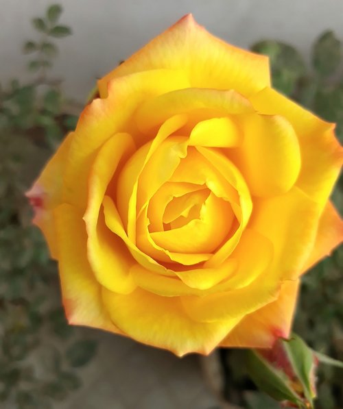 yellow rose  rose  flower
