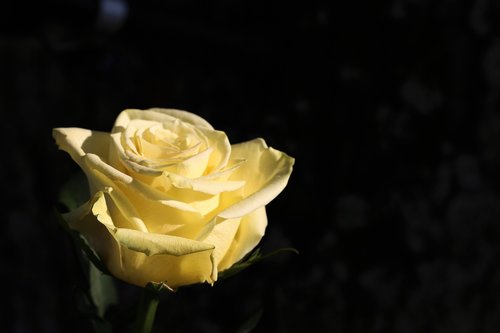 yellow rose  rosa foetida  flower
