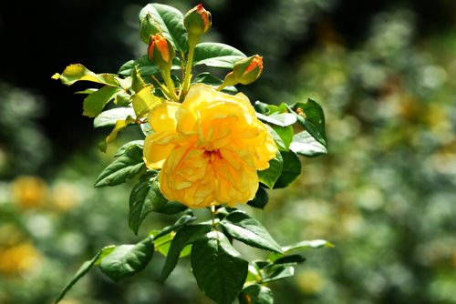 yellow rose  flower  plant