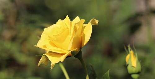 yellow rose  rosa foetida  bud