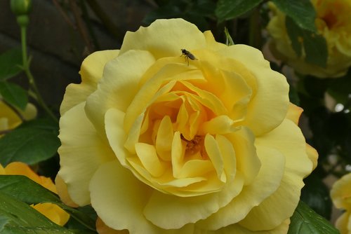 yellow rose  garden  yellow