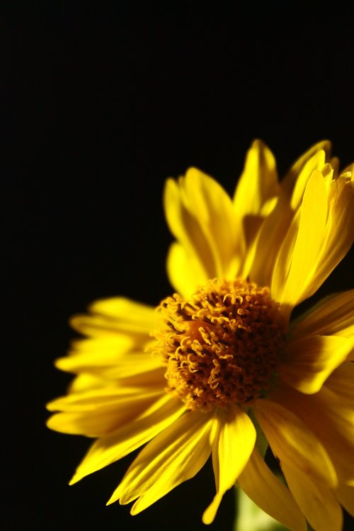 yellow rose  flower  nature