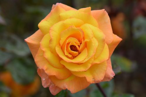 yellow rose rose flower