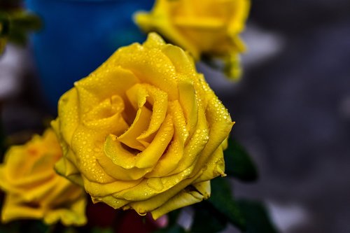yellow rose  flower  beauty