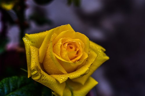 yellow rose  flower  beauty