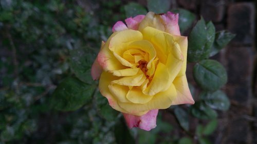 yellow rose  rose  flower