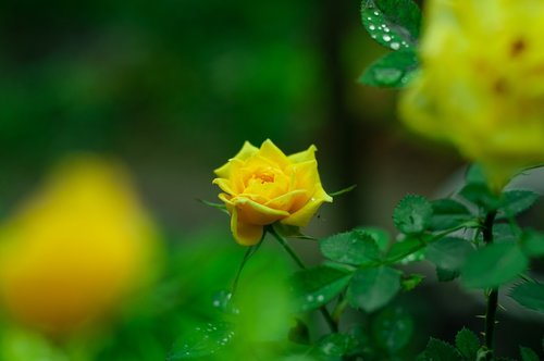 yellow rose  flowers  spring