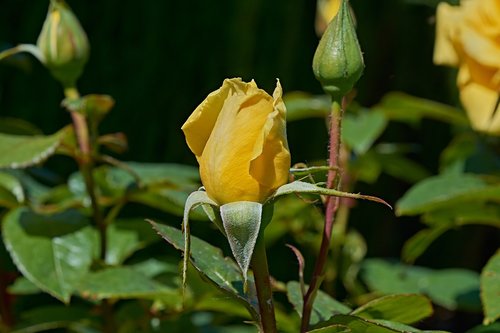 yellow rose  petals  romantic