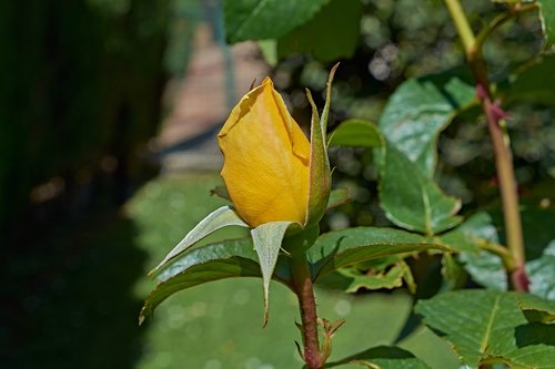 yellow rose  petals  romantic