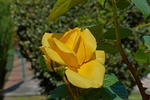 yellow rose  petals  romantic