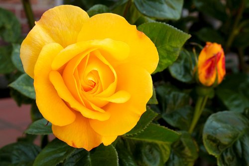 yellow rose  rose  feeling