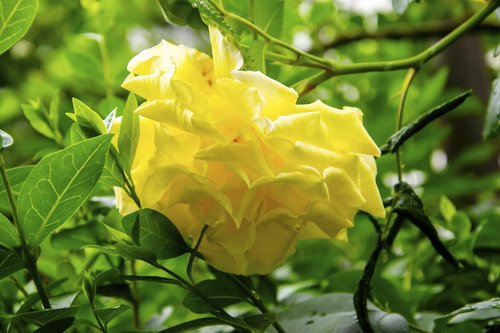yellow rose  rose  flower