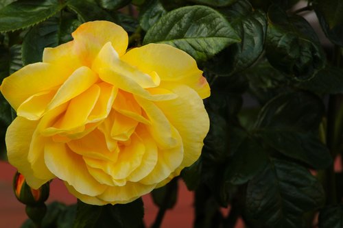 yellow rose  rose  feeling