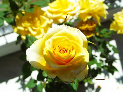 yellow rose flower beauty