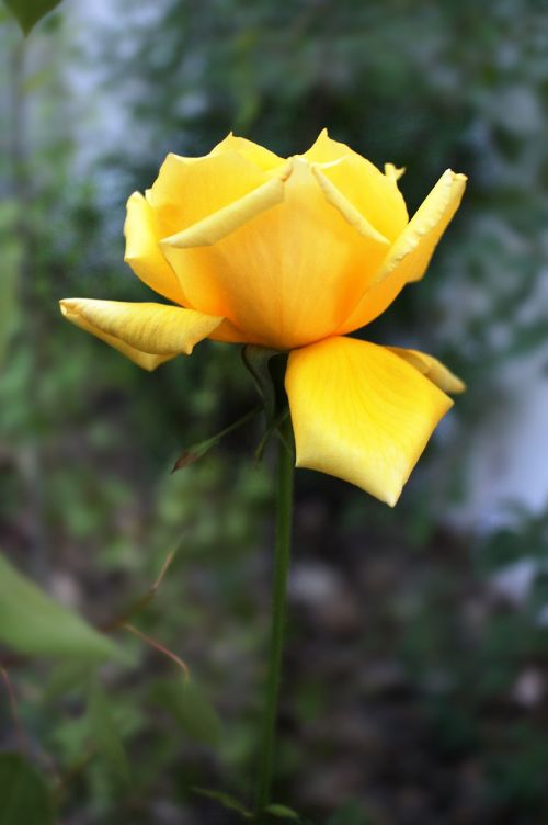 yellow rose rose yellow