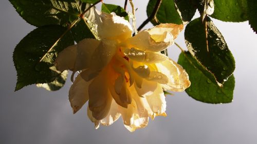 yellow rose tea rose rain