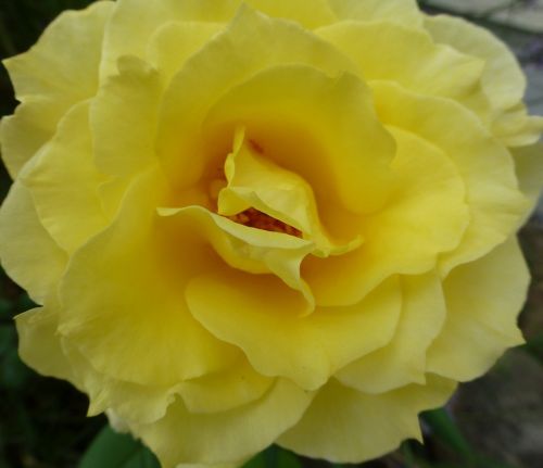 yellow rose blooming flower