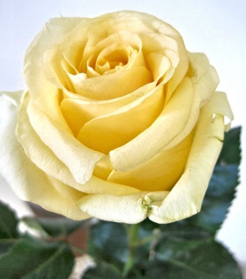 yellow rose fragrant garden flower canada
