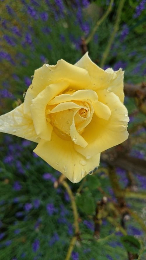 yellow rose garden close