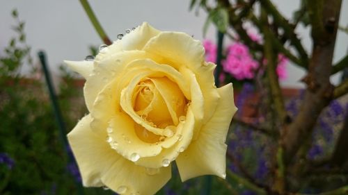 yellow rose garden raindrop