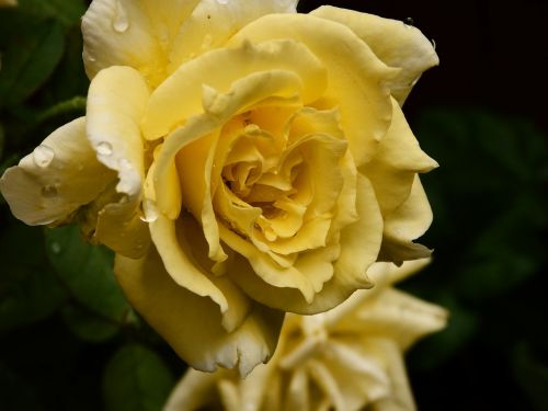 yellow rose garden rain