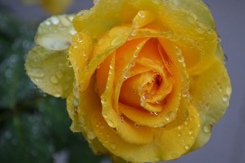 yellow rose rose yellow