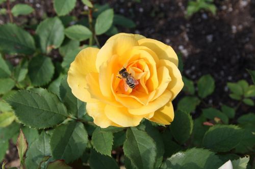 yellow rose honey bee bloom