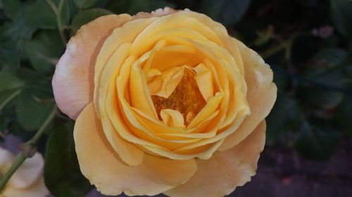 yellow rose flower rose