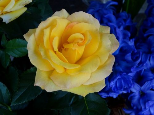 Yellow Rose Flower