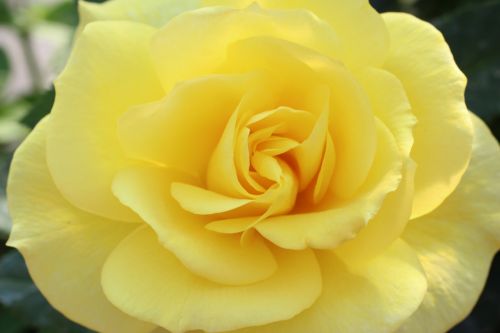 Yellow Rose Flower