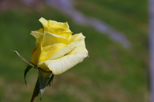 Yellow Rose Isolated