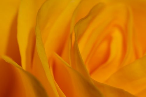 Yellow Rose Macro